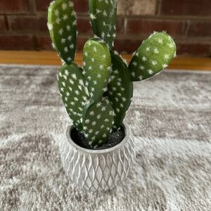 Prickly Pear Cactus in Gray Cement Pot
